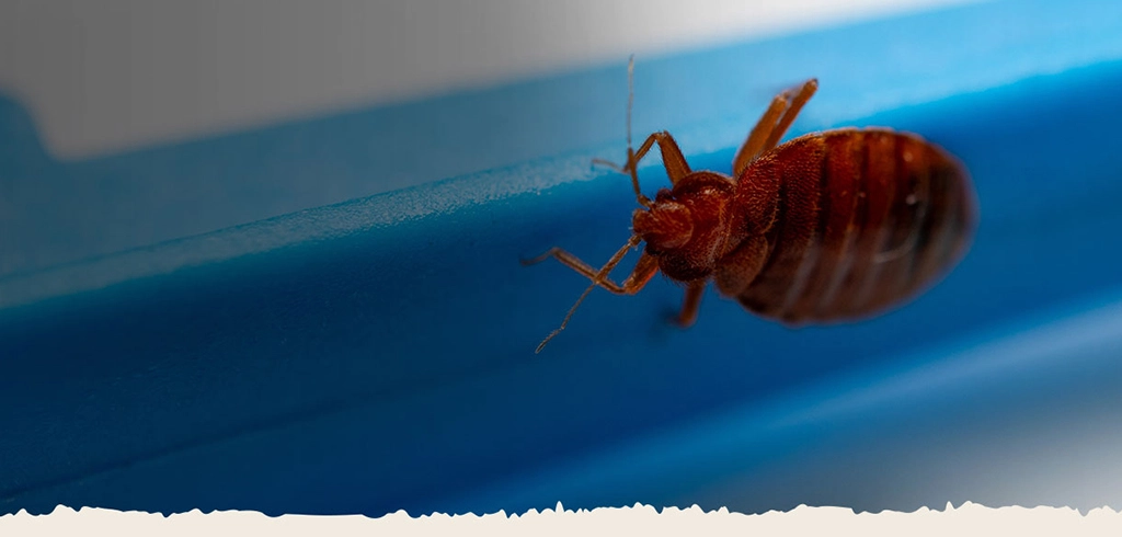 Heater rental services for Bed bug heater treatment in Coppell, TX