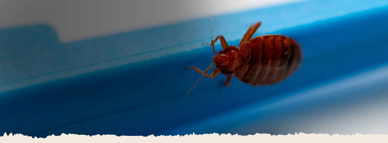 Heater rental services for Bed bug heater treatment in Coppell, TX