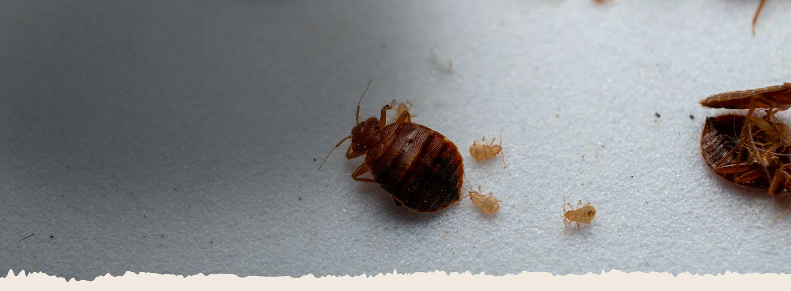 About Bed Bug Heaters Dallas