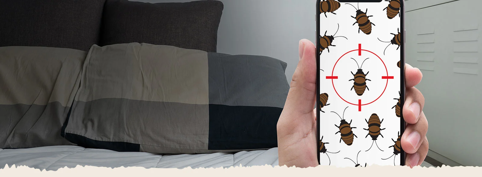 Say Goodbye to Bed Bugs - The Easy, DIY Way in Dallas - Fort Worth