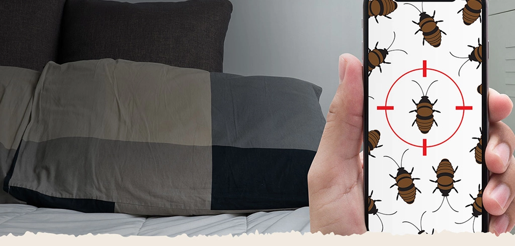 Say Goodbye to Bed Bugs - The Easy, DIY Way in Dallas - Fort Worth