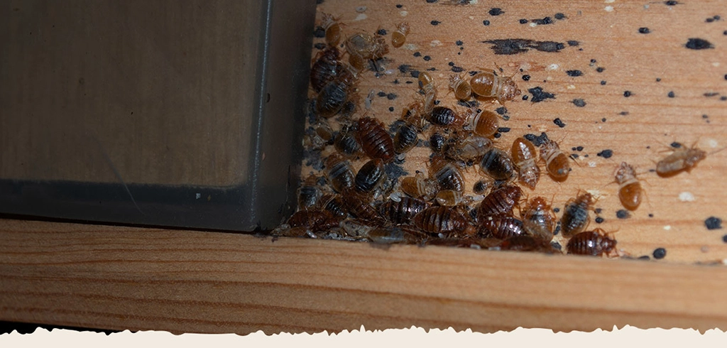 DIY Bed Bug Heater Rentals in Dallas, Fort Worth - Packages & Pricing
