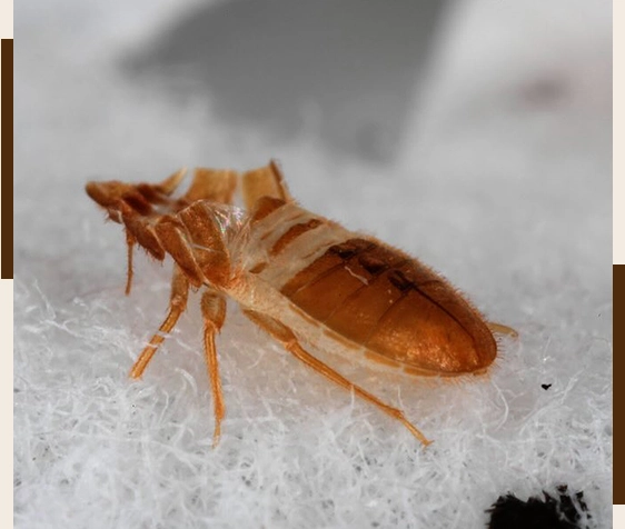 Cost Breakdown: DIY Saves You Hundreds