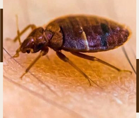 What Is a Professional Bed Bug Heat Treatment?