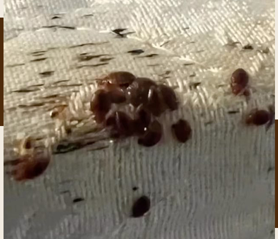 What Is a DIY Bed Bug Heat Treatment?
