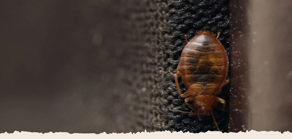 DIY vs. Professional Bed Bug Heat Treatment: What’s Right for You?
