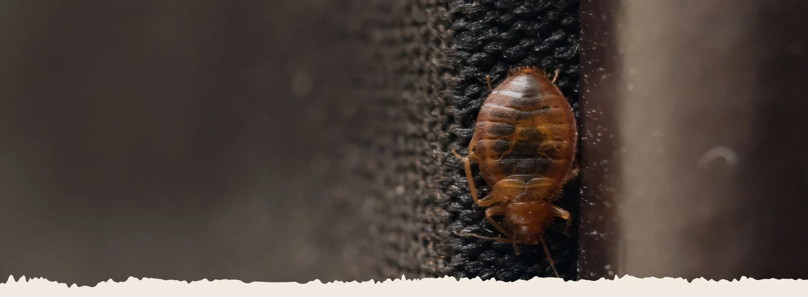 DIY vs. Professional Bed Bug Heat Treatment: What’s Right for You?