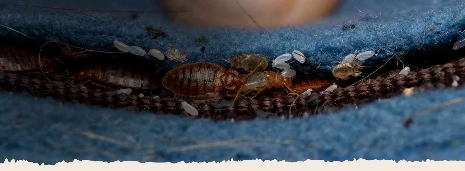Transparent and Affordable Bed Bug Heater Rental Pricing in Dallas - Fort Worth