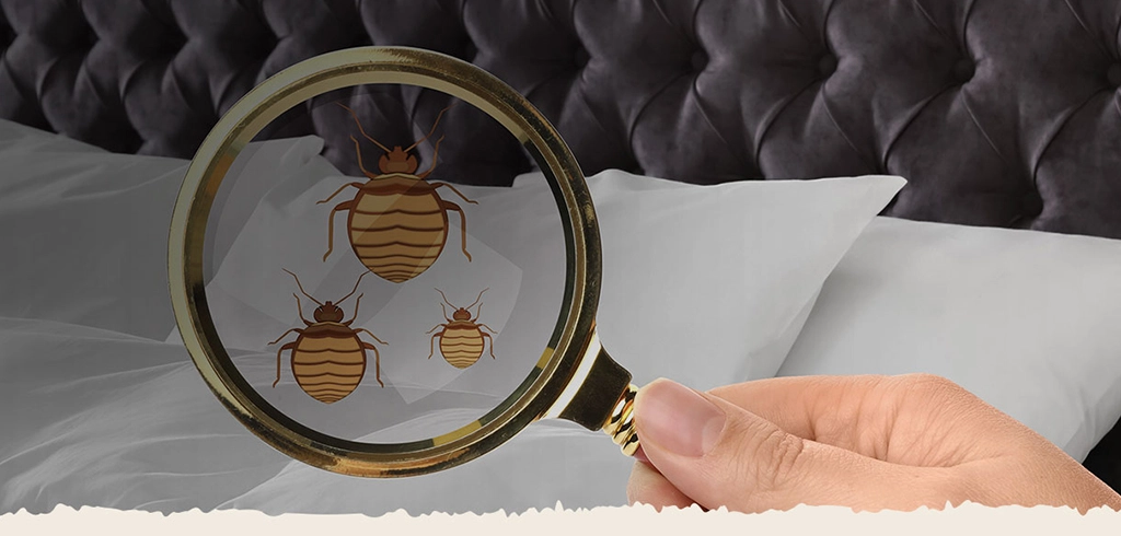 DIY vs. Professional Bed Bug Heat Treatment: What’s Right for You?

