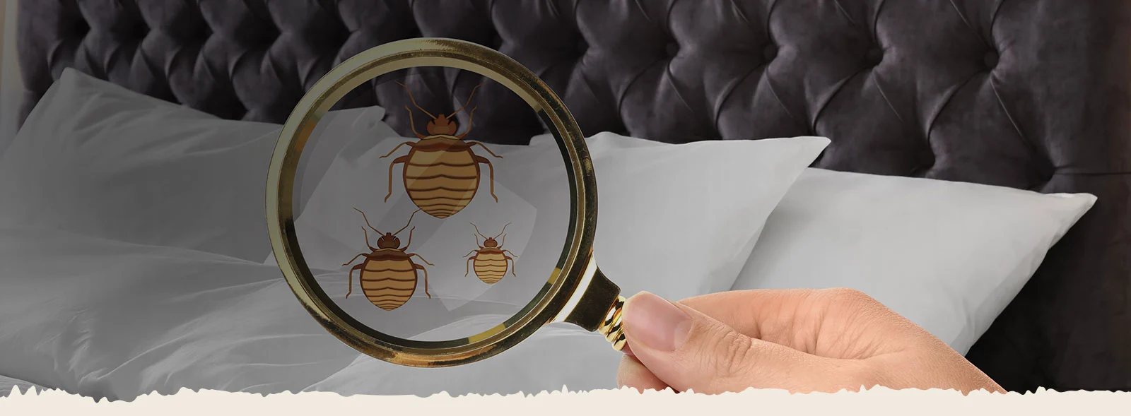 DIY vs. Professional Bed Bug Heat Treatment: What’s Right for You?