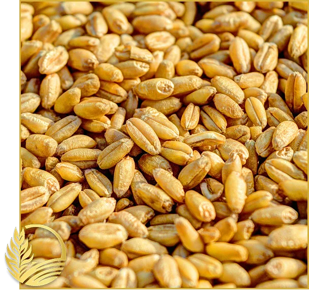 Canadian origin wheat
