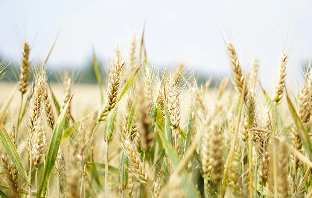 Durum Wheat Canada