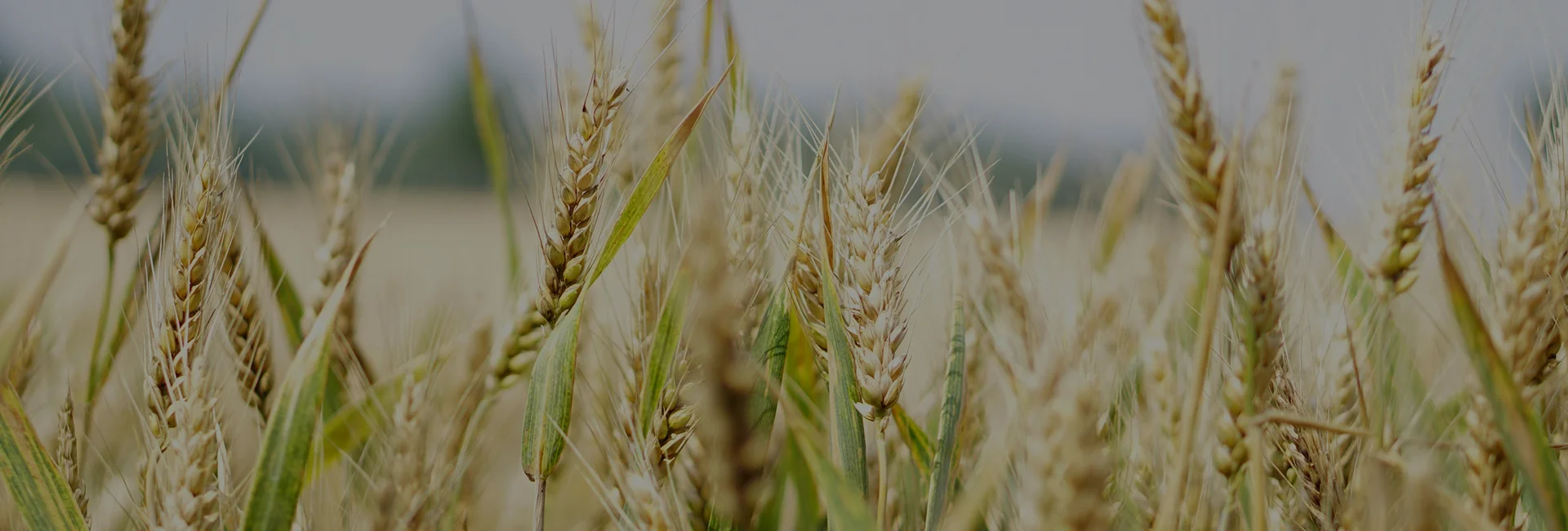Durum Wheat Canada