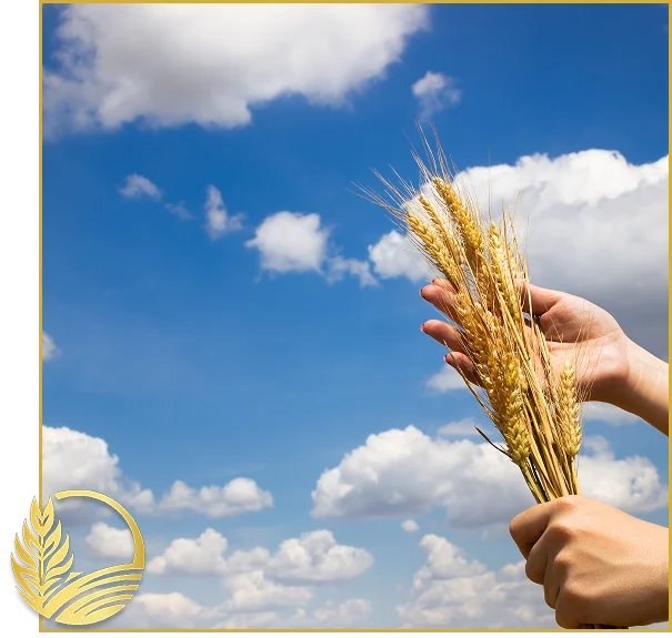 Durum Wheat Suppliers