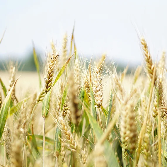traceability in produce