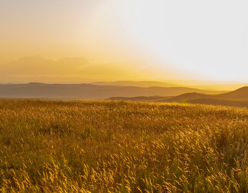 Lentils Suppliers Canada