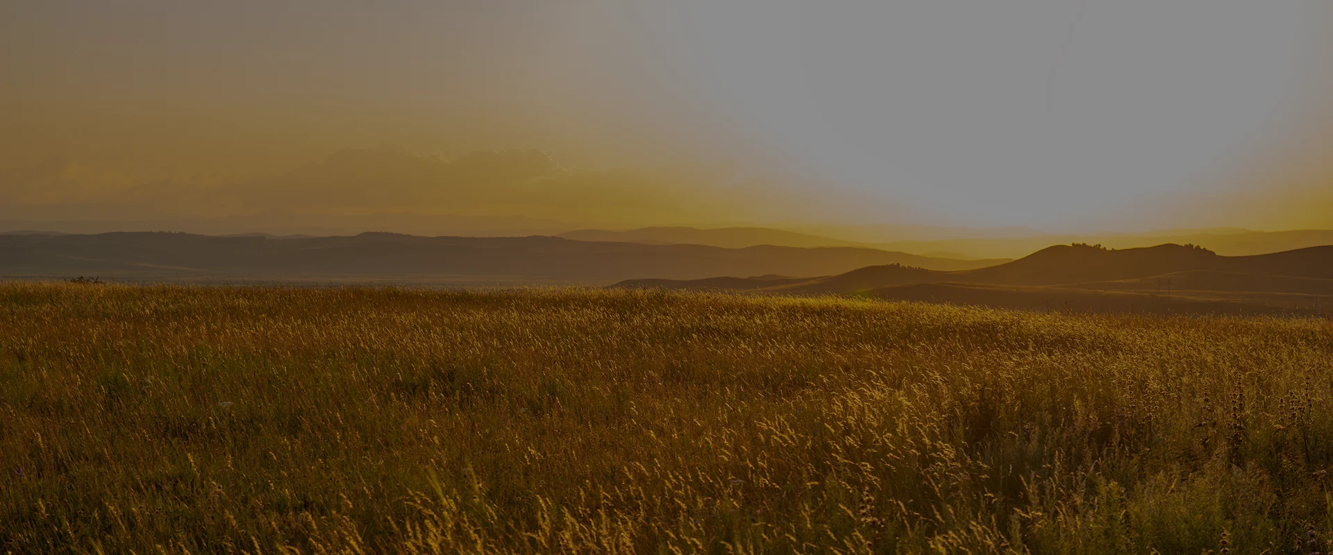 Lentils Suppliers Canada