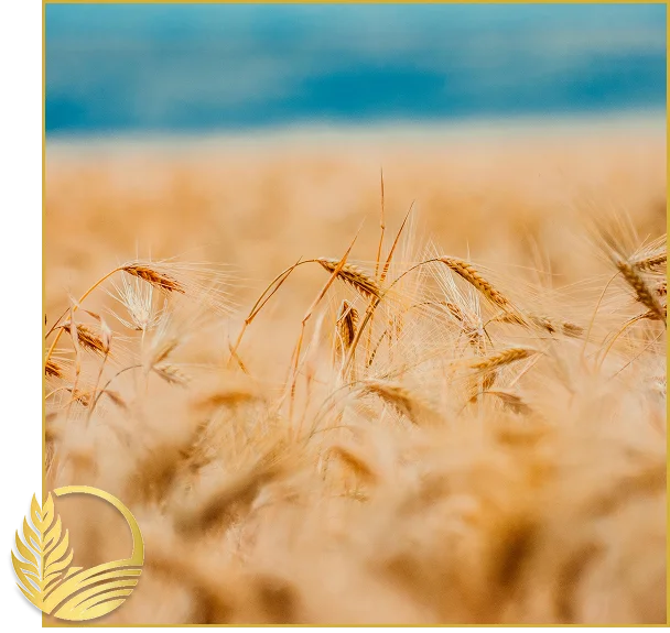 Canadian Lentil Suppliers