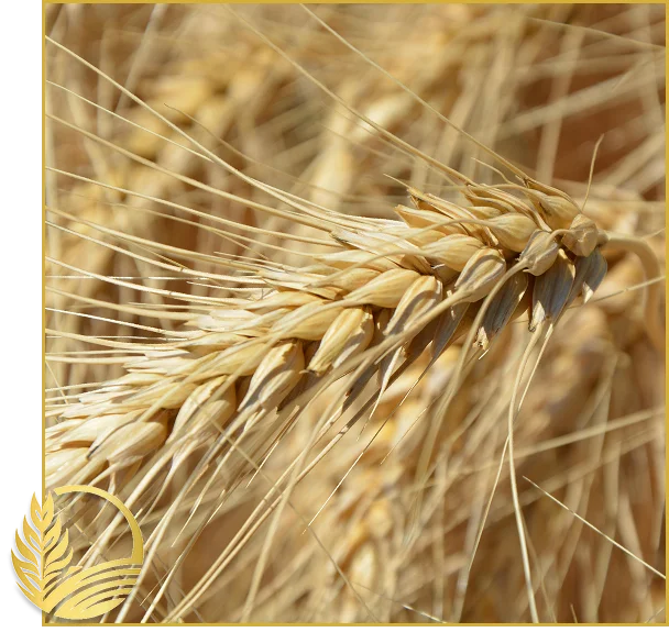 Canadian Lentil Suppliers