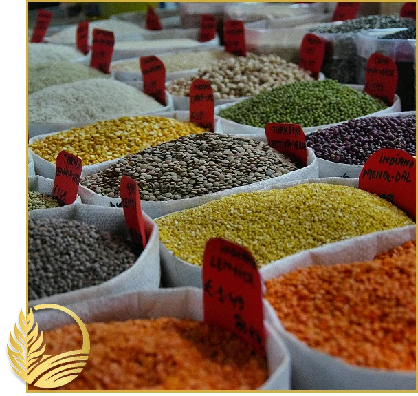 Canadian Lentil Suppliers