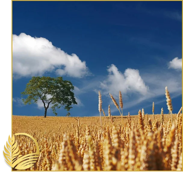 Canadian Lentil Suppliers