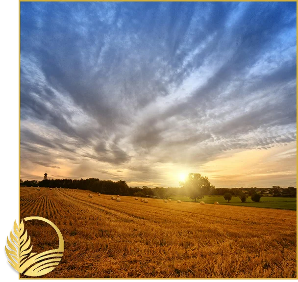 Durum Wheat Suppliers
