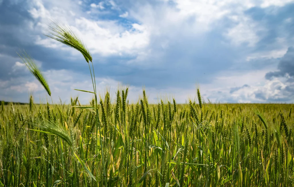 Lentils Suppliers Canada