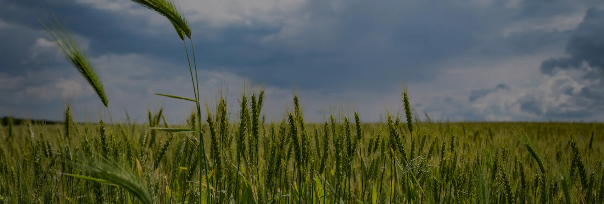 Lentils Suppliers Canada