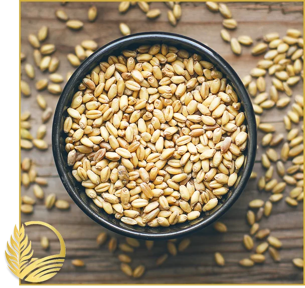 Canadian Lentil Suppliers