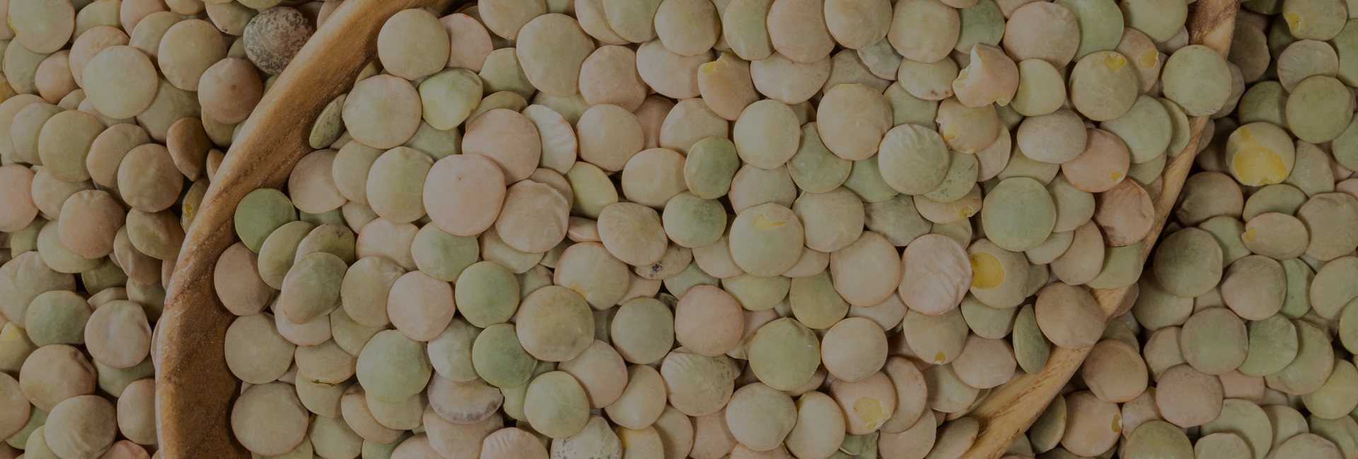 Canadian Lentil Suppliers