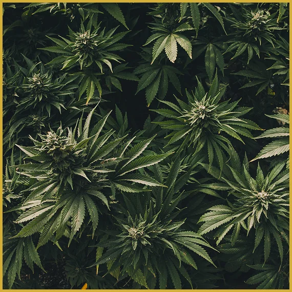 Cannabis Distribution Consulting
