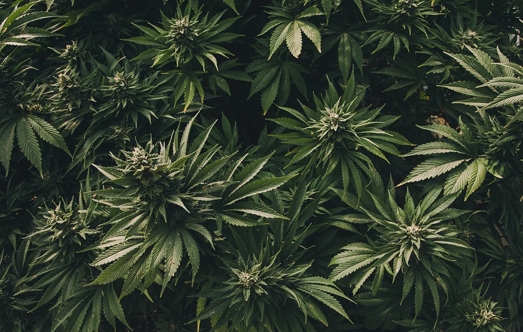 Cannabis Compliance Consulting California​