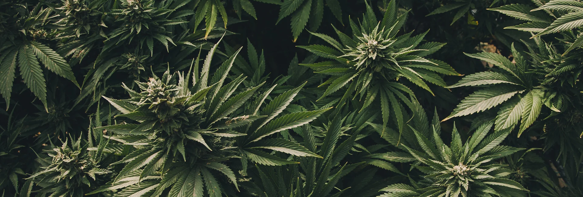 Cannabis Compliance Consulting California​