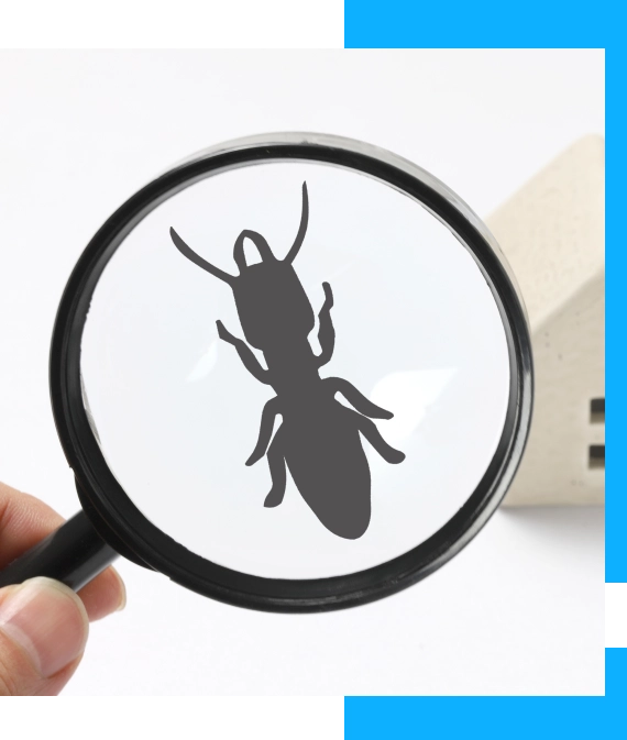 Termite Inspection Services