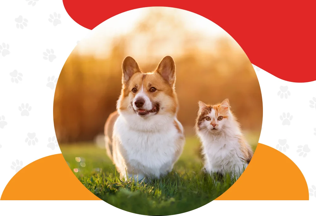 Pet Care Services Germantown