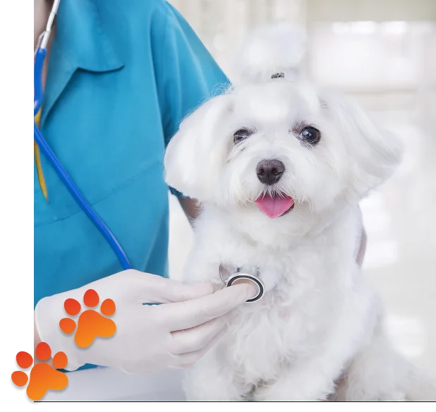 Pet Grooming Services