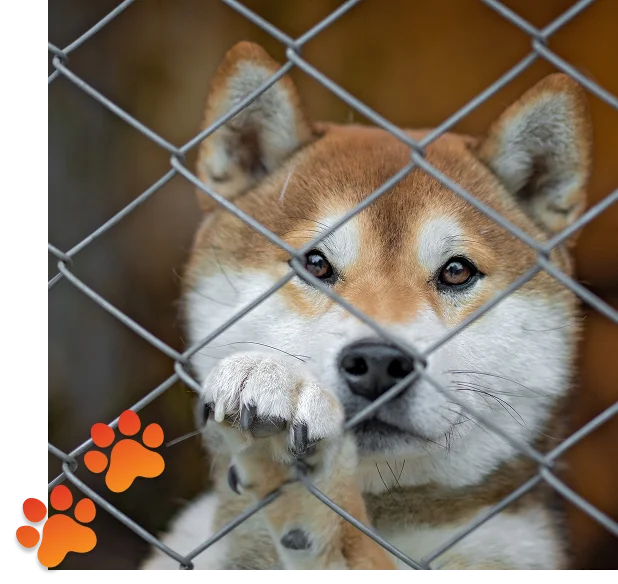 Pet Grooming Services