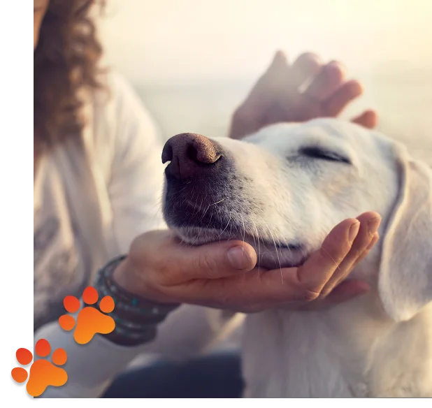 Pet Grooming Services