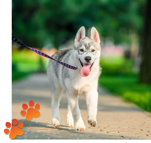 Germantown Pet Boarding
