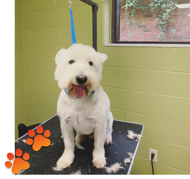 trusted pet care providers