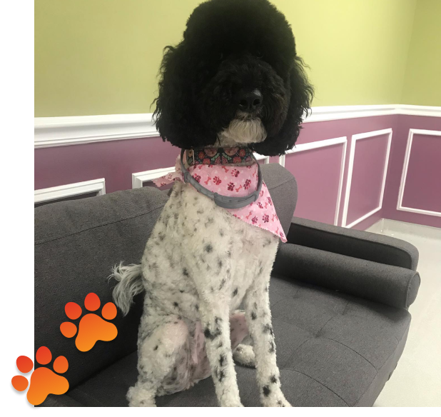 flexible pet scheduling