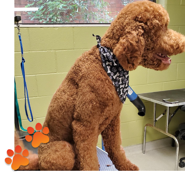 eco-friendly pet solutions