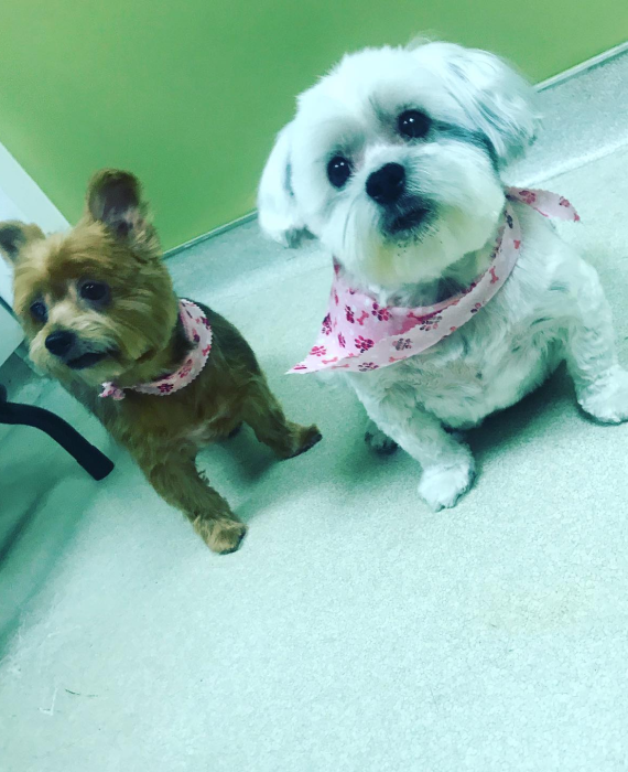 pet grooming solutions