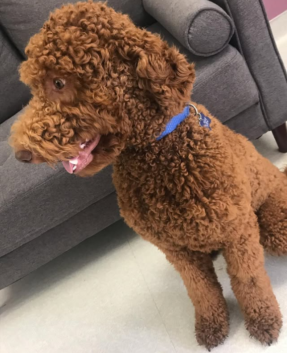 pet grooming solutions