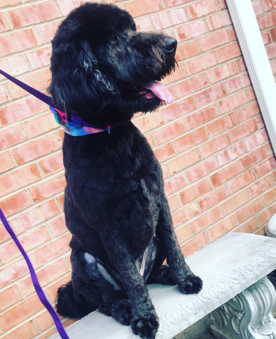 pet grooming solutions