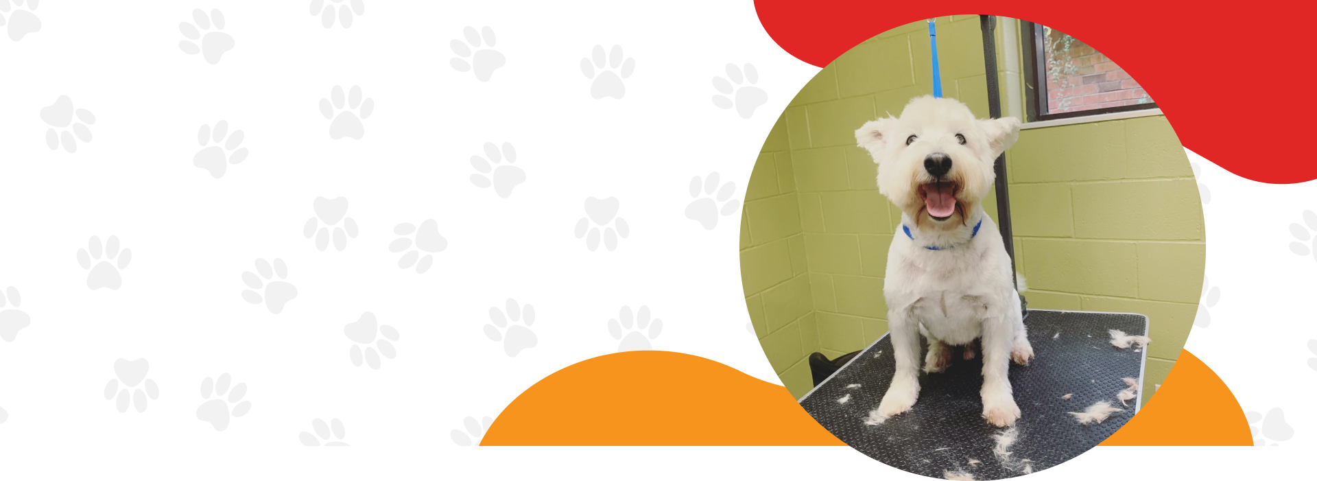 Pet Grooming Germantown TN