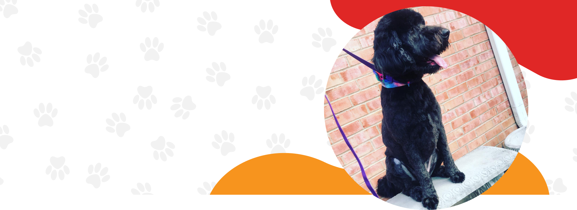 Pet Spa Services Germantown