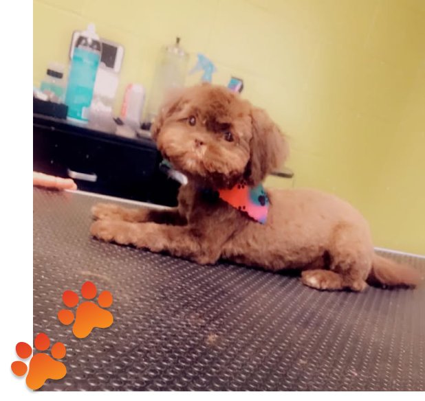 Pet Spa Services Germantown
