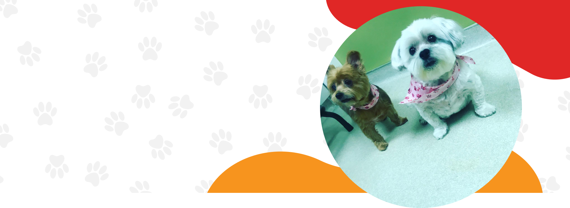 Pet Concierge Services Germantown