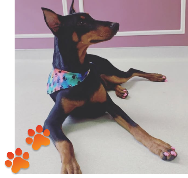 pets grooming near me​